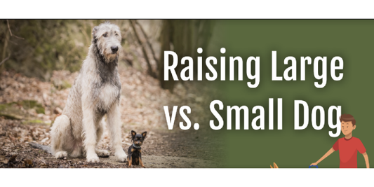 Exploring The Differences A Dog’s Size Can Make