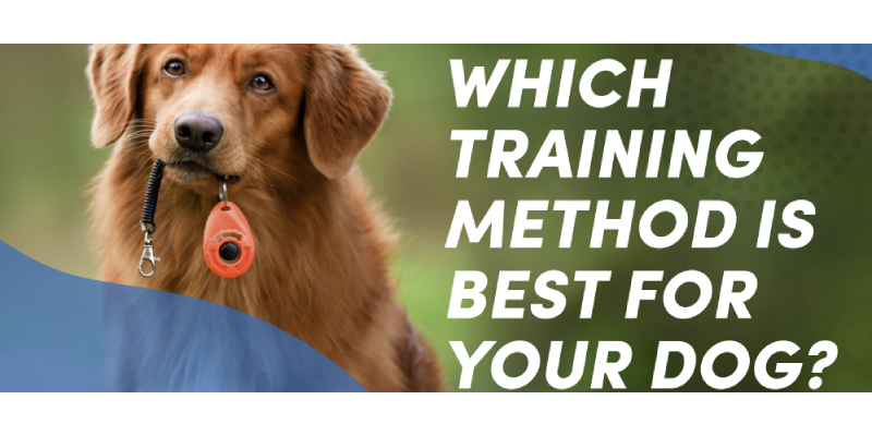 Selecting the Right Training Method for Your New Dog